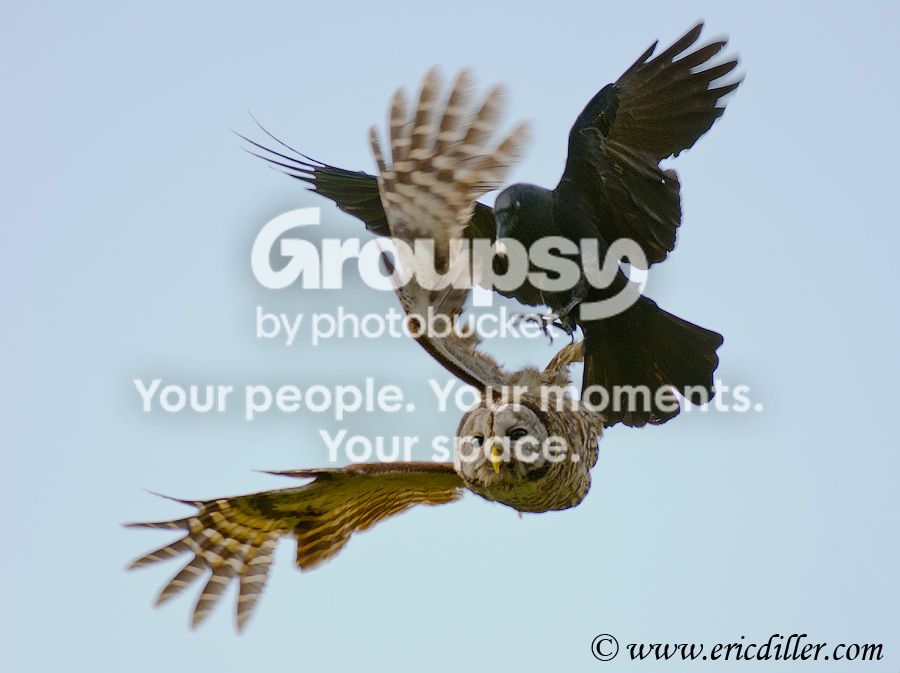 _ECD5191-copy900.jpg