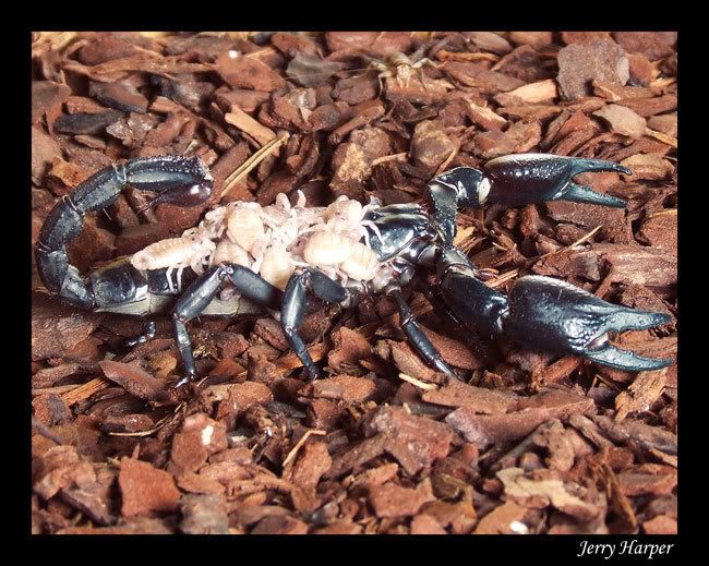 Scorpion02.jpg