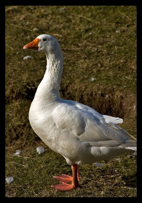 pgoose3.jpg