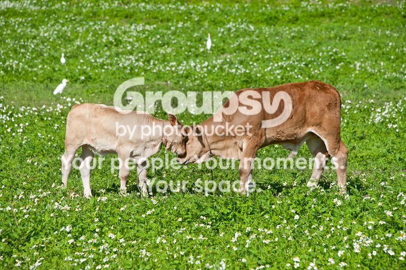DSC_6567_zpsf635d545.jpg