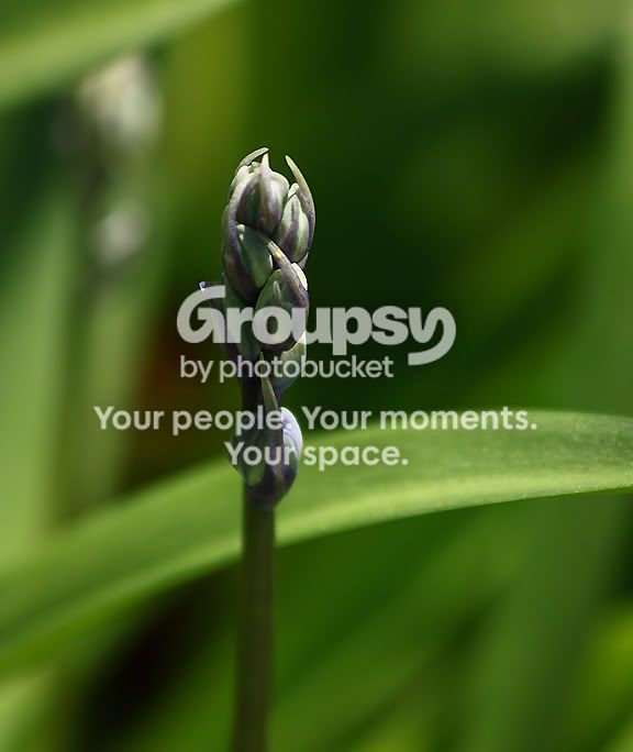 Plant6.jpg