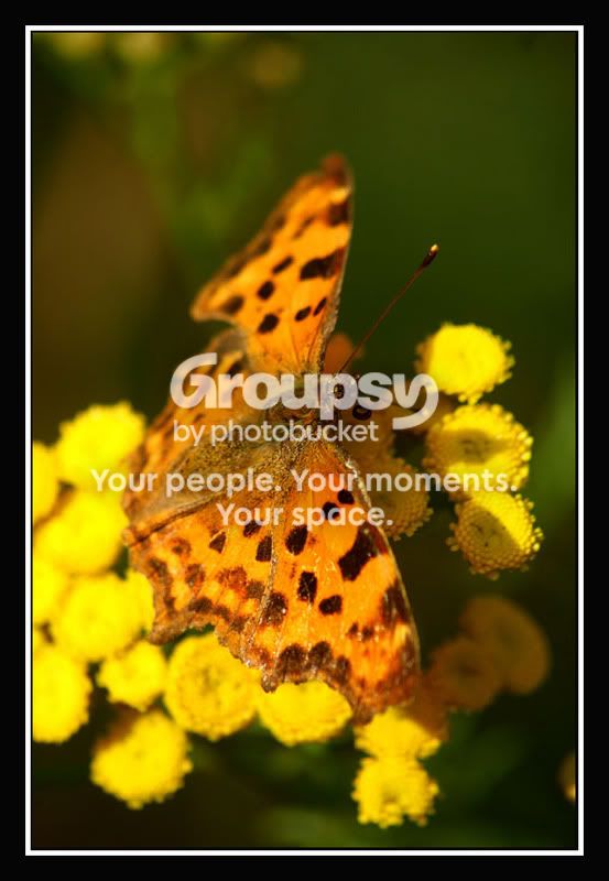 00_gelbeBlumen_mitSchmetterling.jpg