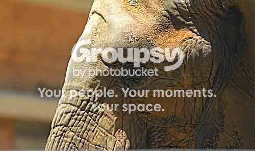 Elephant1.jpg
