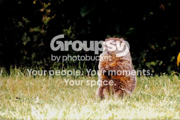 groundhog13.jpg