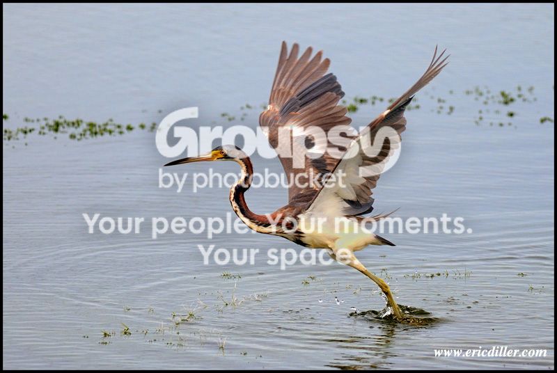 PIC_6929copy.jpg