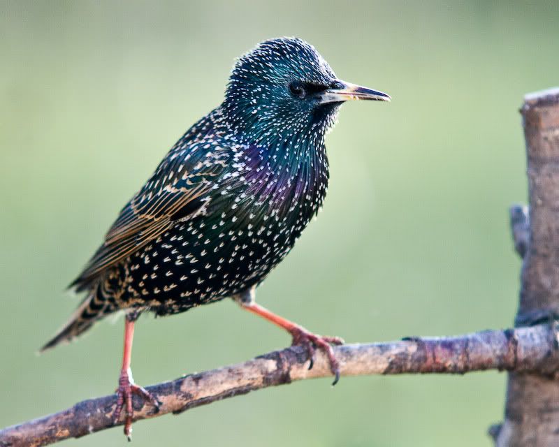 starling11of1.jpg
