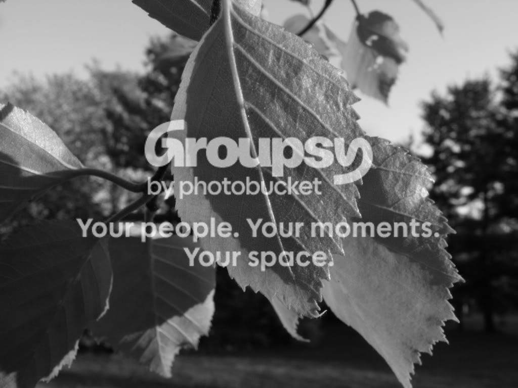 BWLeaf.jpg