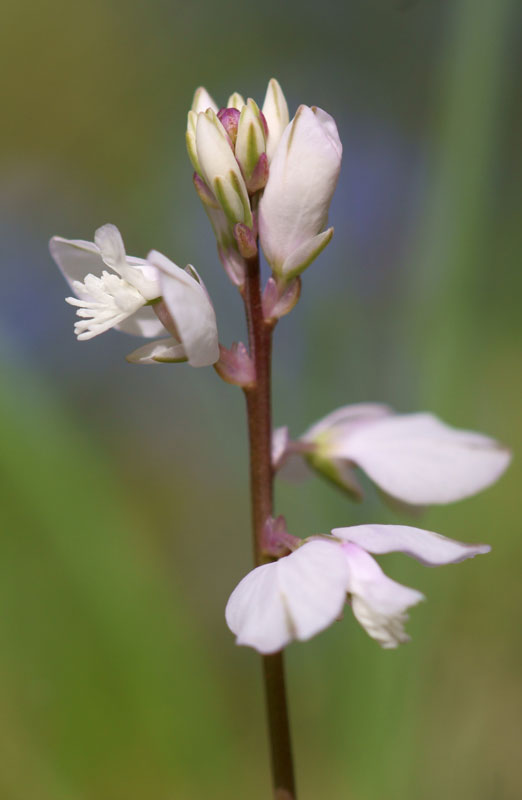 flower_25.jpg