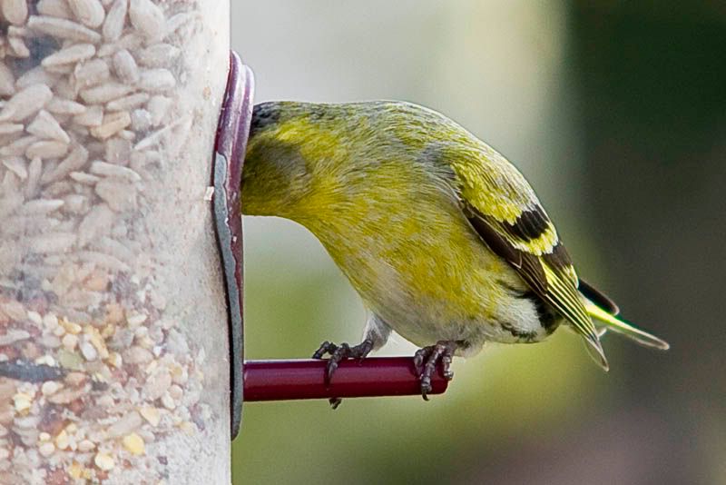 Yellowheadin.jpg