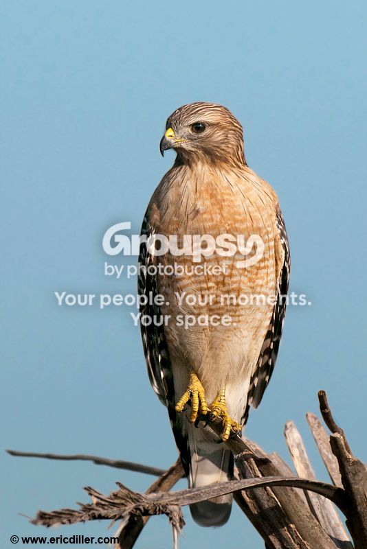 PIC_9719copy.jpg