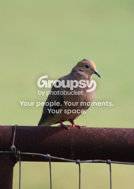 mourningdove-1.jpg
