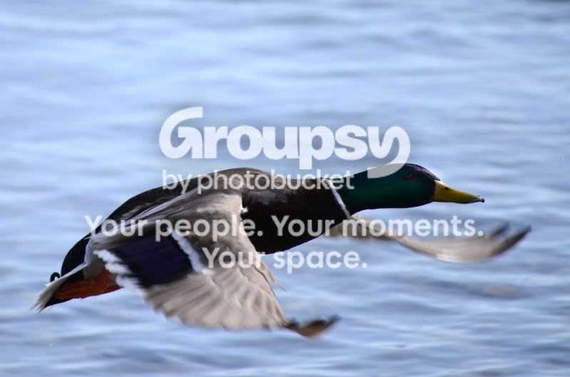 duck4.jpg