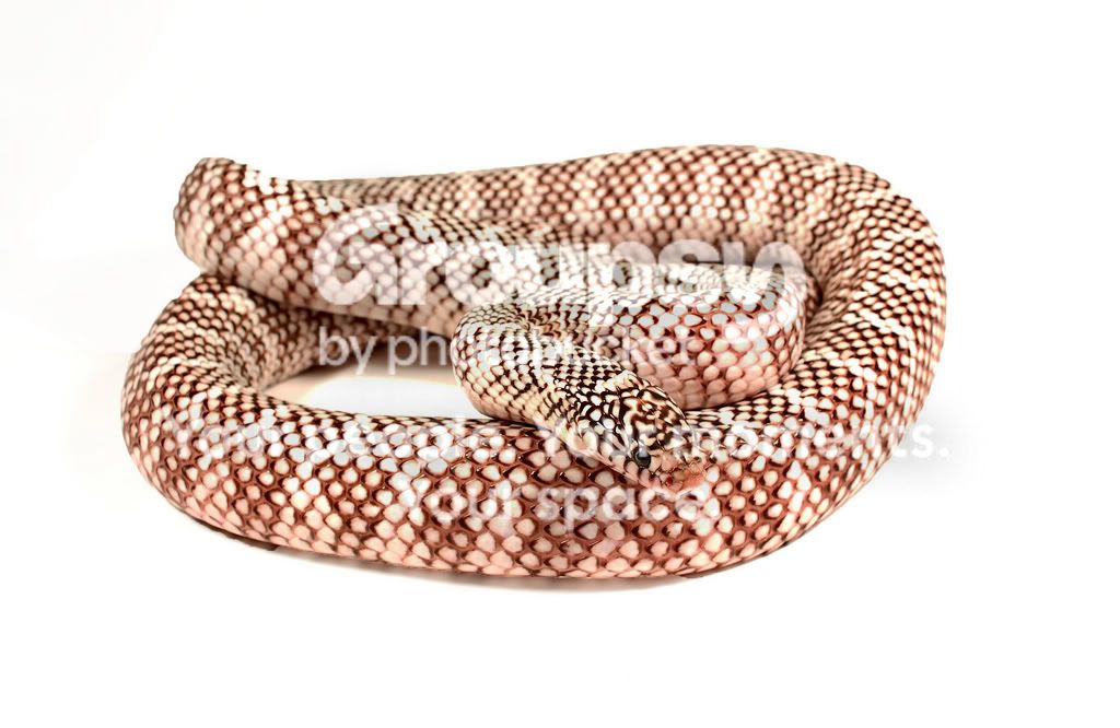 snake.jpg