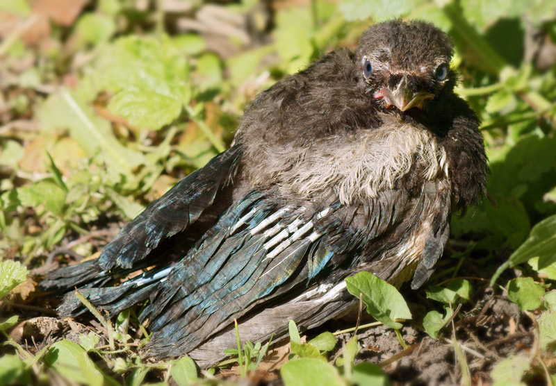 magpie_01.jpg