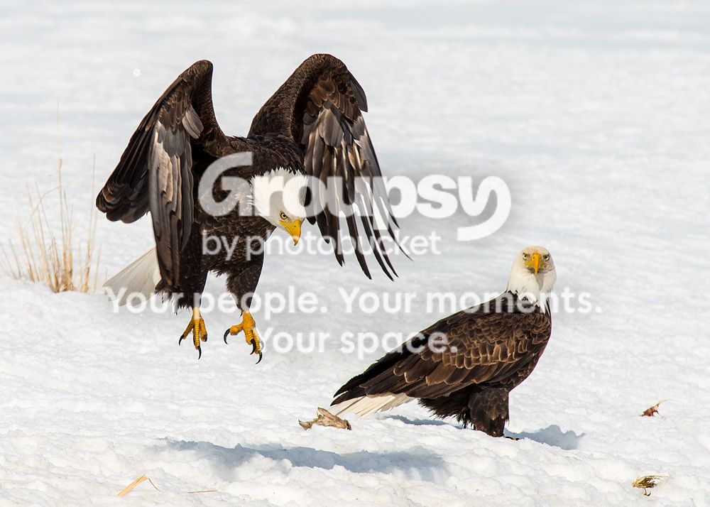 eagles1_zpsd7711c3f.jpg~original