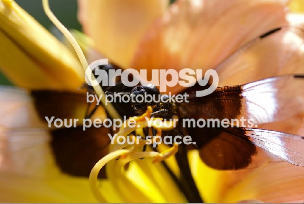 flowerdragon7.jpg