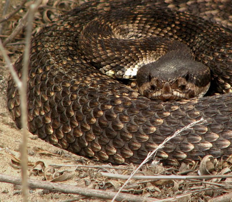 westernrattlesnake.jpg