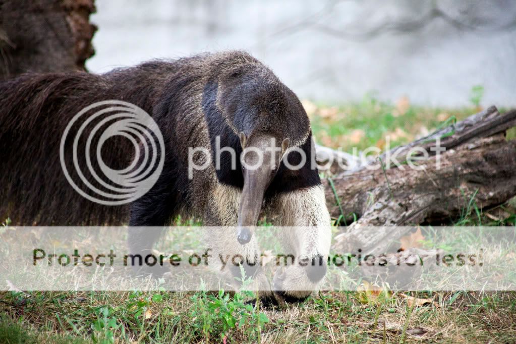 ANT-EATER.jpg