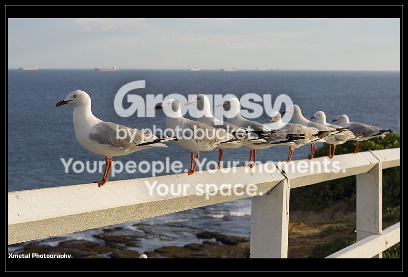 Birds2.jpg