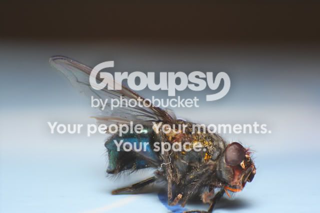 Fly.jpg