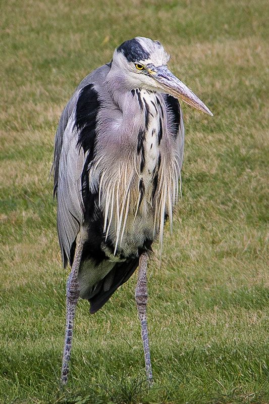 heron-1.jpg