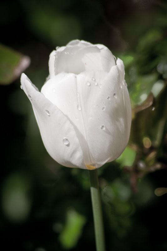 Tulip2.jpg