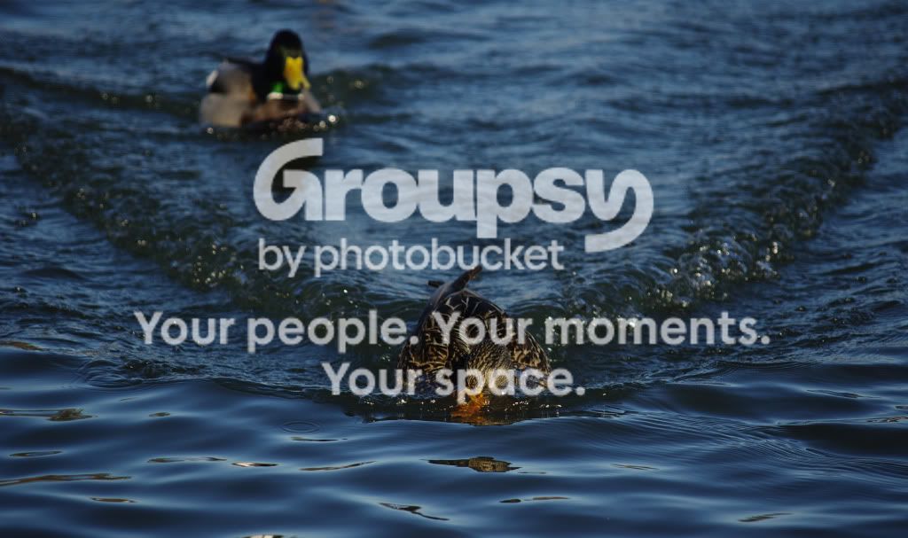 Ducklanding.jpg