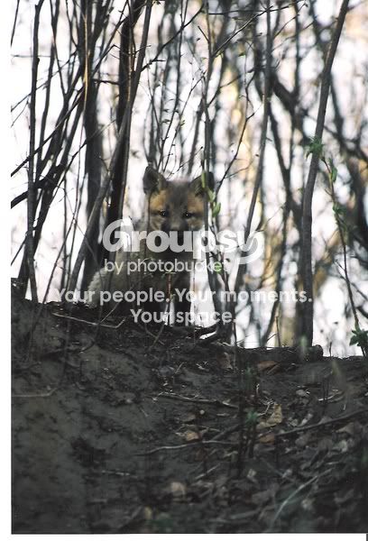 babyfox1.jpg