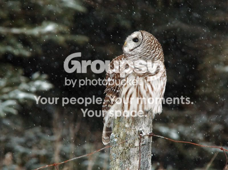 DSC_3088g0234websize.jpg