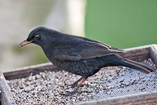 Blackbird.jpg