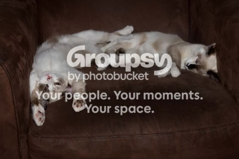 kitties1.jpg