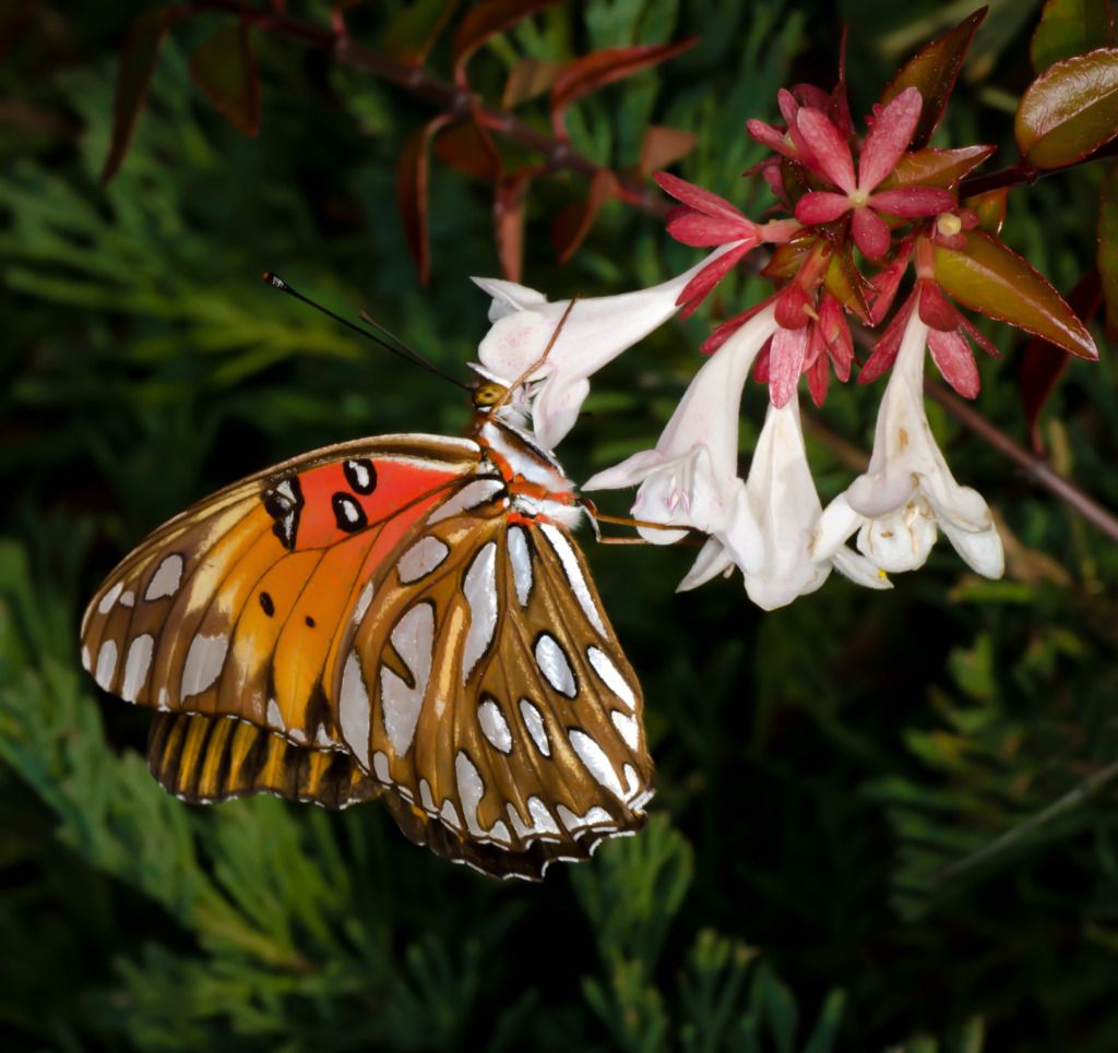 MonarchSideonWhiteSAU103012-1.jpg