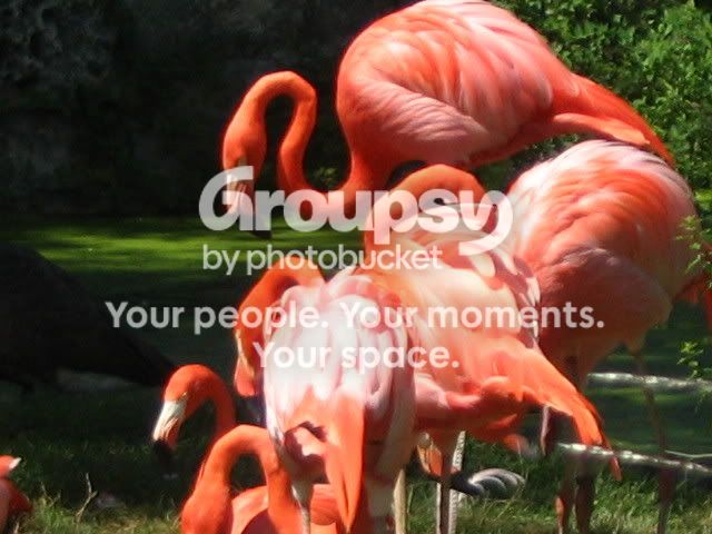 Flamingos.jpg