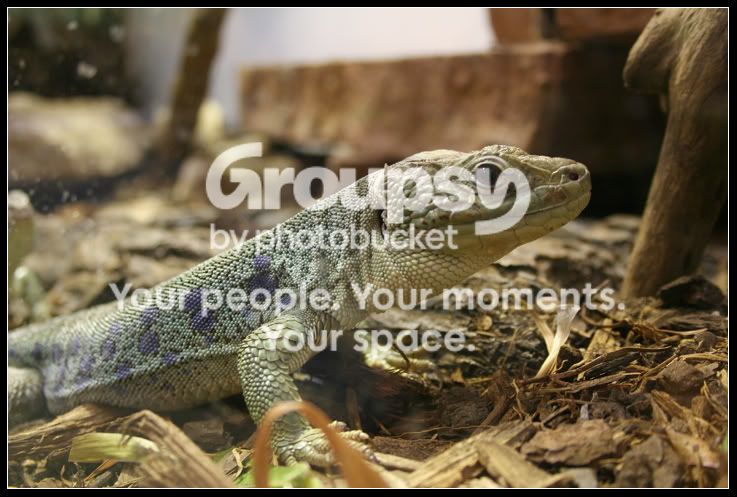 lizard.jpg