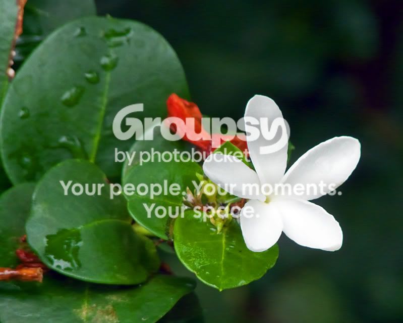 whiteflower.jpg