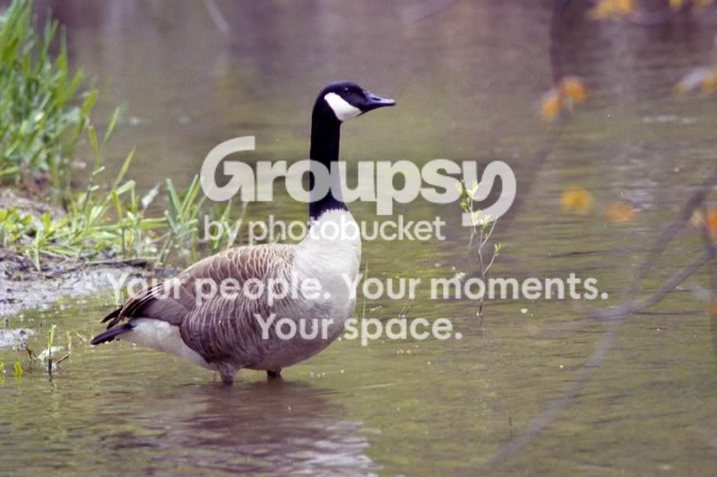 Goose1_2800.jpg
