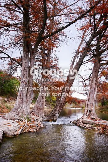 watercypresstall-sm.jpg