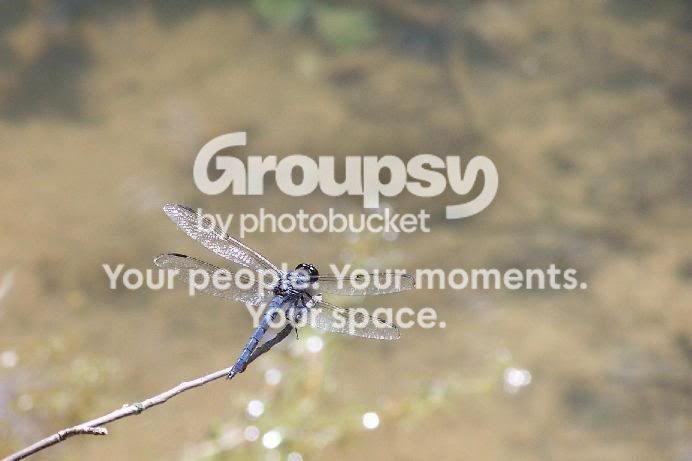 dragon_fly.jpg