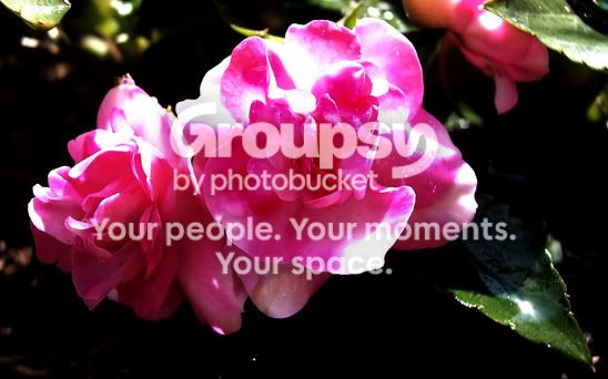 pinkflowers.jpg