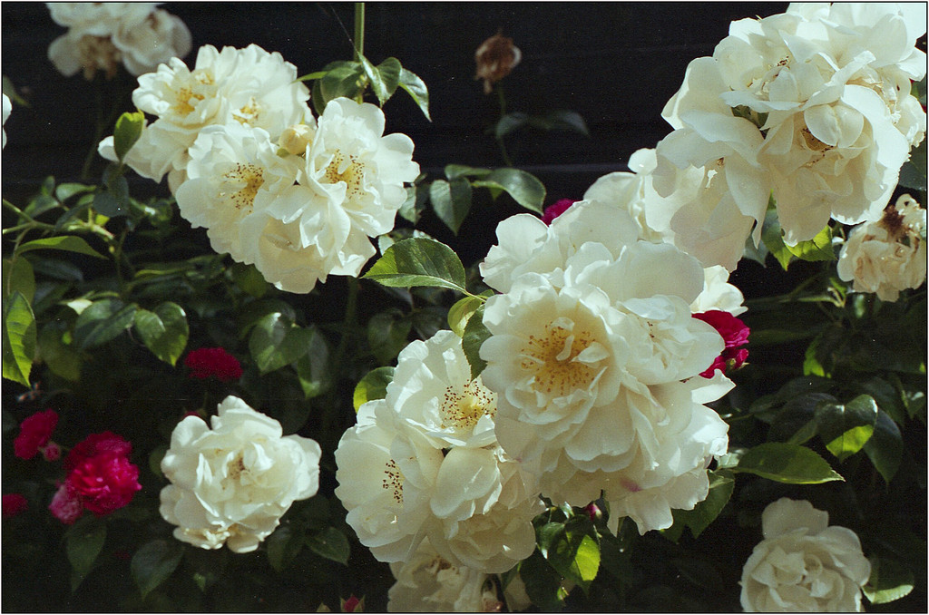 Scan-130804-0003-XL.jpg