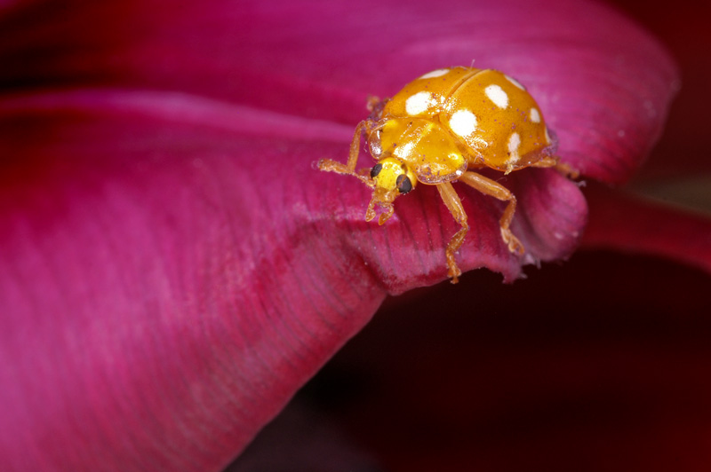 ladybird_02.jpg