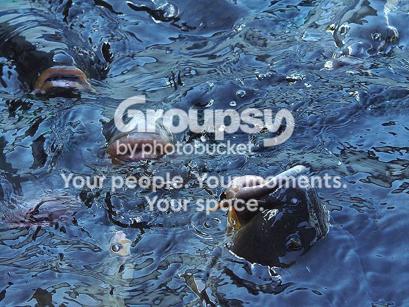 fish_lips4.jpg