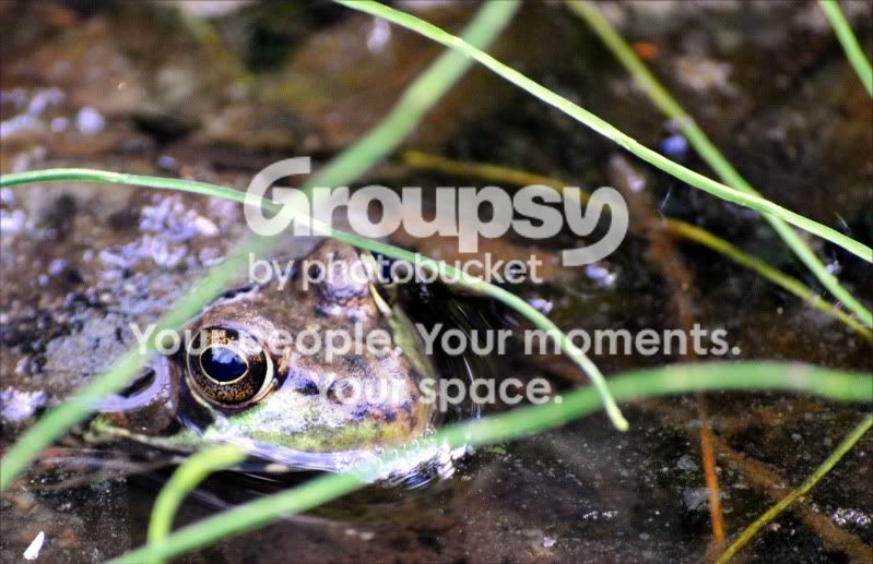 Frog2.jpg