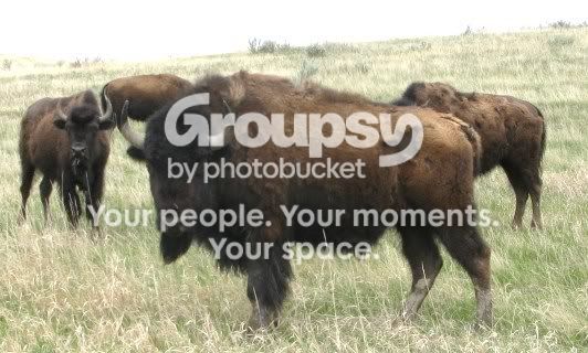 buffaloinND2.jpg
