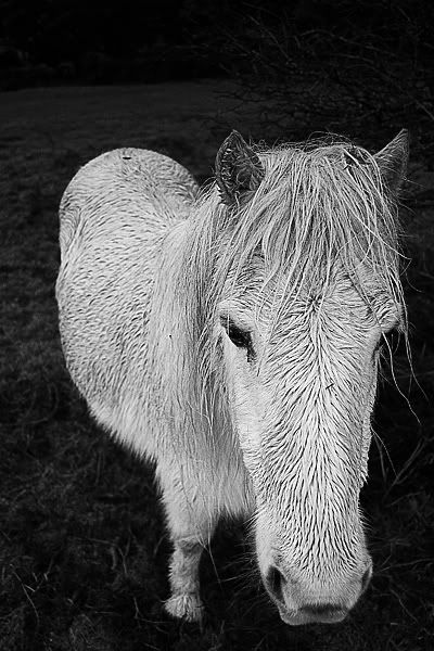 ponyfacecopybw.jpg