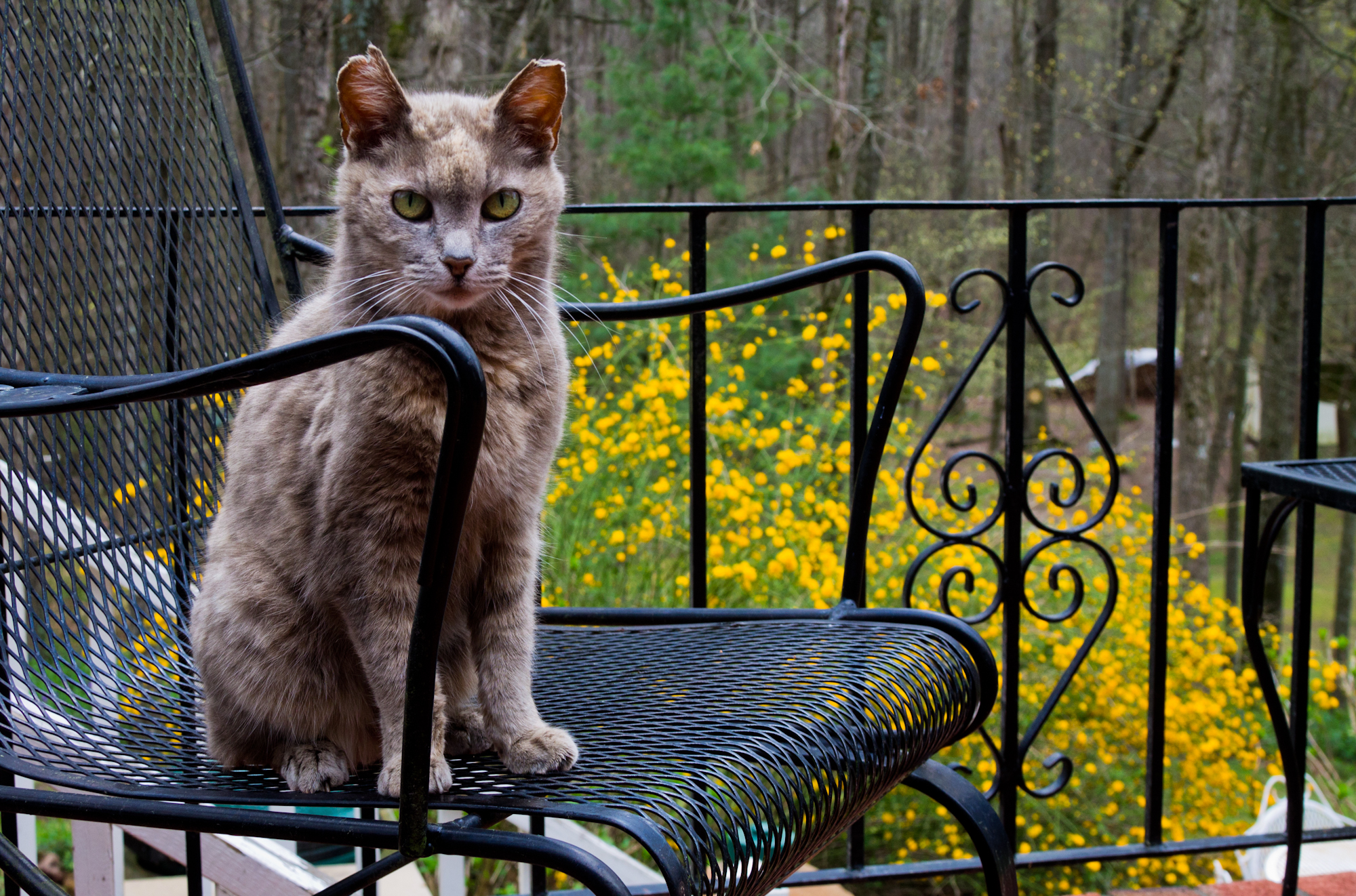 tigger_by_pianoblack97-d4t6tb5.jpg