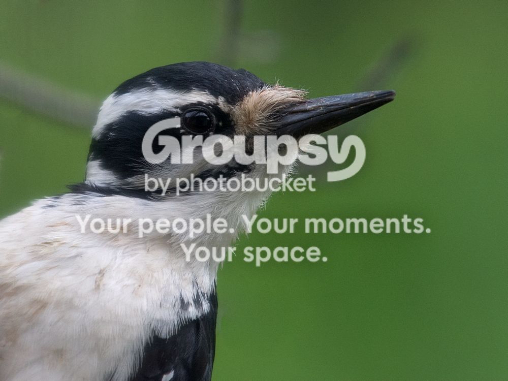 Hairy%20woodpecker_zpsvvoaiq4p.jpg