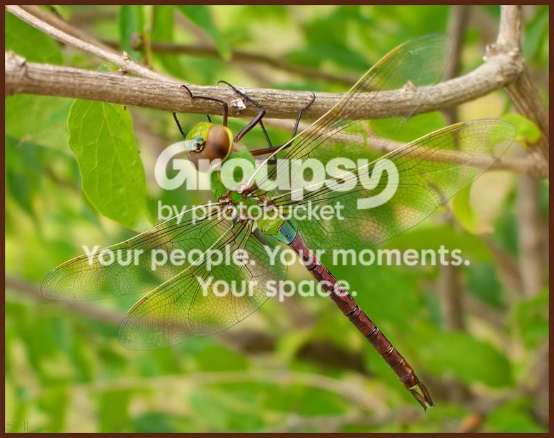 Hugegreendragonflywholeprofile.jpg