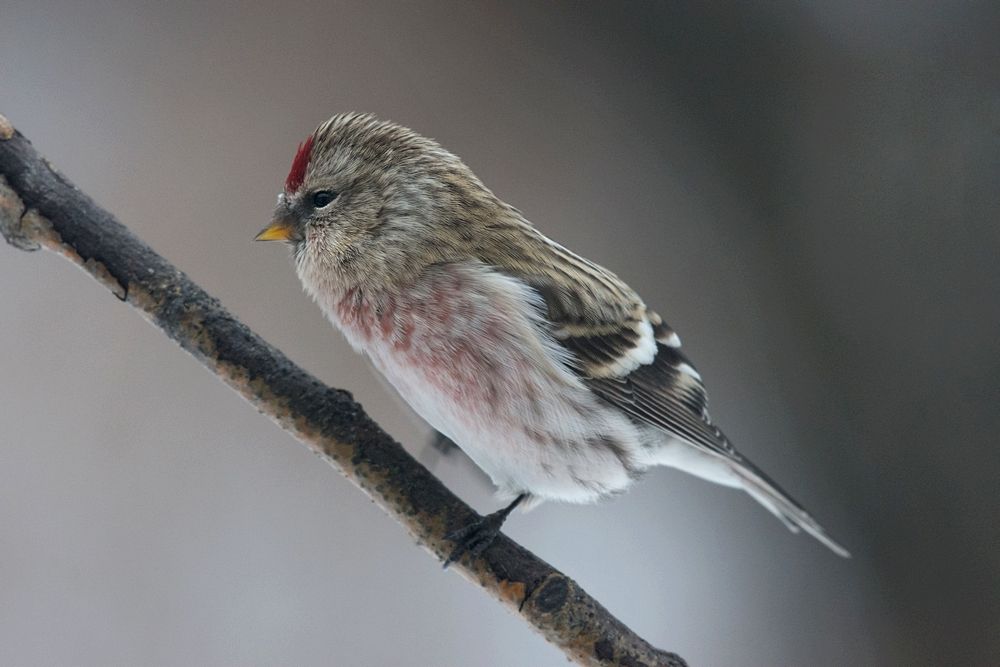 4%20redpoll%20web_zpsq30wtlsj.jpg