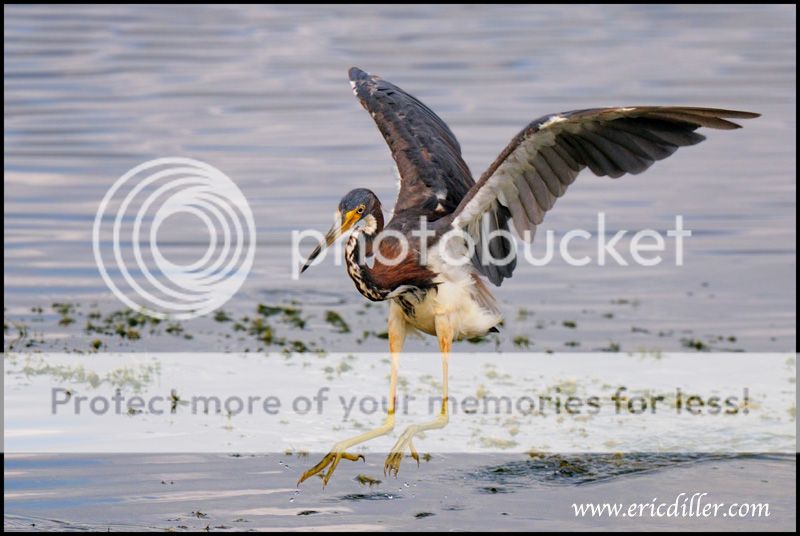 PIC_9435copy.jpg